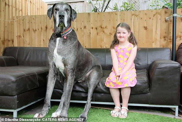 Самая высокая в мире собака установила новый рекорд