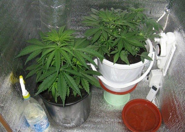 шкаф выращивания марихуаны